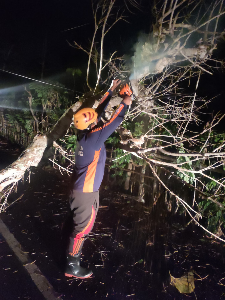 Pohon Tumbang di Jalan Puncak Wisesa, Kelurahan Jimbaran, Kecamatan Kuta Selatan Tanggal 30 November 2023